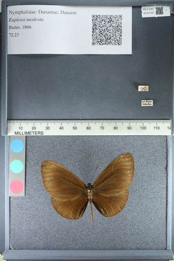 Media type: image;   Entomology 161161
